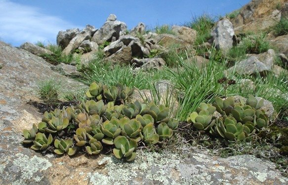 Crassula swaziensis rocks with grass and lichen